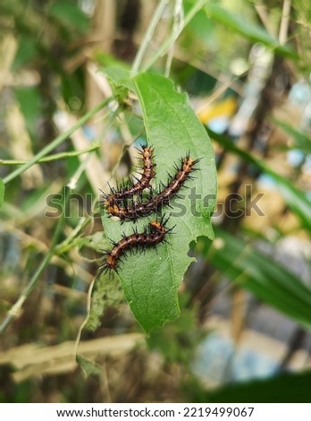 Caterpillars of the tawny coster butterfly (Acraea terpsicore) feed on the host plant, Passiflora suberosa.