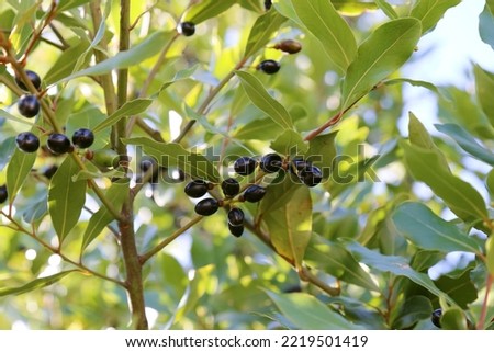 Laurus nobilis, Bay laurel, Lauraceae. A wild plant shot in the fall. Royalty-Free Stock Photo #2219501419
