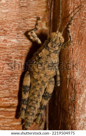 Splendid rock grasshopper Arminda canariensis. Cruz de Pajonales. Integral Natural Reserve of Inagua. Tejeda. Gran Canaria. Canary Islands. Spain.