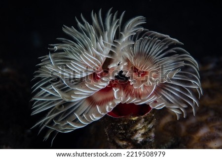 The fragile, coiled feeding tentacles of a feather duster worm, Protula magnifica, wait for planktonic food to sweep within their grasp. This species lives in a calcareous tube.