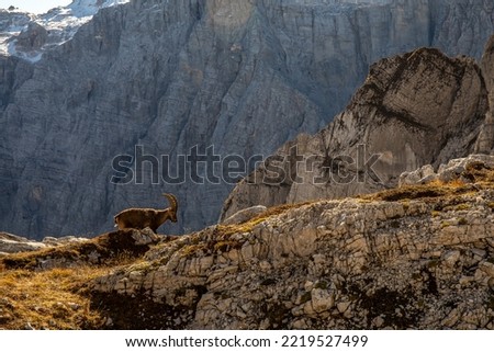 Alpine ibex picture taken in Julian alps, Slovenia	