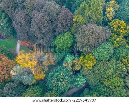 Beautiful aerial fall trees. Top down view on autumn deciduous forest in yellow and orange colors. Aerial view of forest during calm autumn day. Colourful autumn colours in forest spits. High quality
