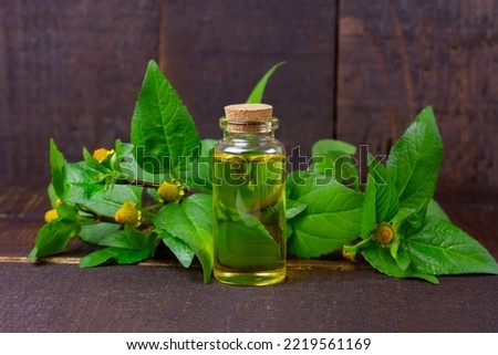 Bottle of Acmella Oleracea, Paracress or Toothache plant extract on rustic wooden table. Royalty-Free Stock Photo #2219561169