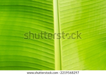 Green leaf, close-up. Leaf texture.