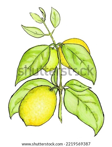 lemon tree raw fruit leaves citrus Han drawn digital illustration