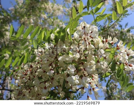 The white acacia flowers, also known as Robinia pseudoacacia, are a true wonder of nature. With their delicate petals and pristine color, they bring a sense of serenity and grace to any landscape.