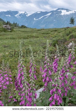 Digitalis or foxglove blossom in the wild meadow in the mountains