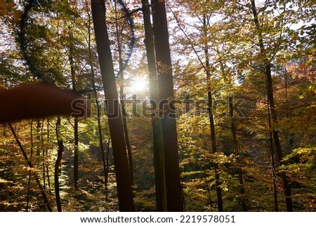 Photographer in an autumn woodland scenery holding a circular polarizer to present the polarizing effect in photography. CPL accessory for photographers and saturation effect in the field
