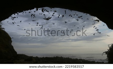 View from inside huge dark cave, in which many bats fly, against background of evening sky with white clouds. Observation of life of bats, life among wild animals. Film grain texture Pixel soft focus