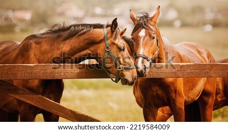 Photo of tenderness among beautiful bay horses. Equestrian life on the farm. Agriculture and horse care. Royalty-Free Stock Photo #2219584009
