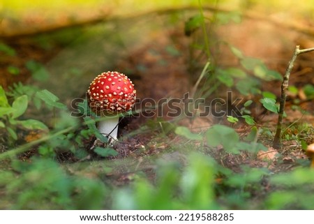 Beautiful landscape with mushroom view in autumn forest