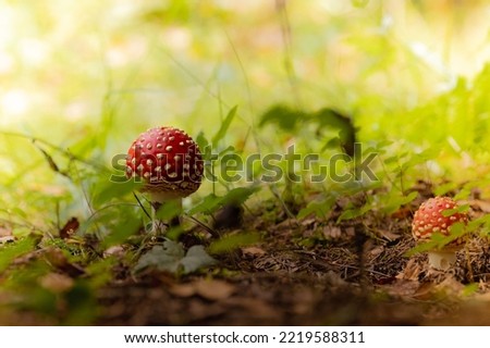 Beautiful landscape with mushroom view in autumn forest