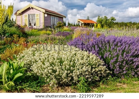 White lavender in a beautiful rustic garden