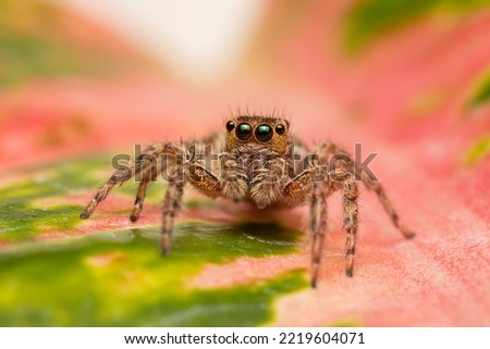 Jumping spider on pink flowers in the garden. Hyus spider on flowers with green background.