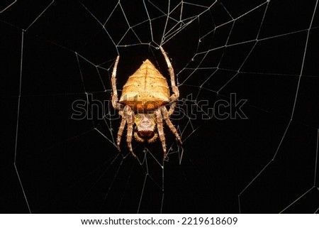 Parawixia dehaani (Doleschall, 1859)
Abandoned-web Orb-weaver