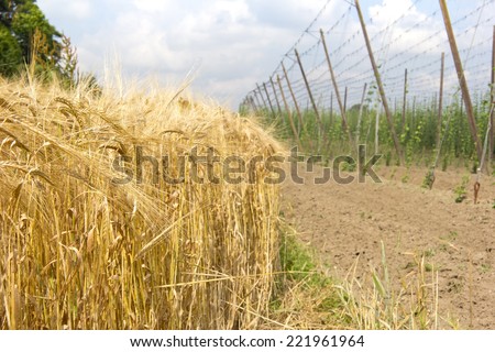 Cereal Plants, Barley, with different focus. Barley grain is used for flour, barley bread, barley beer, some whiskeys and fodder. In background of the picture is seen common hop also used for beer! 
