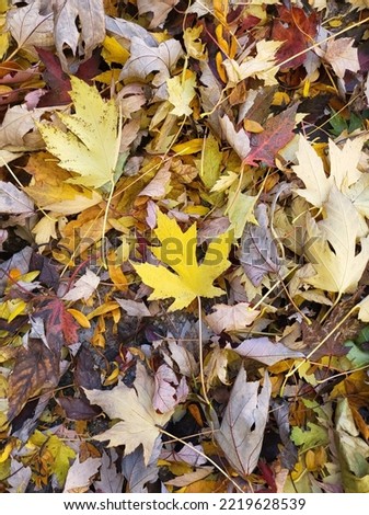 fallen leaves and the yellow maple leaf