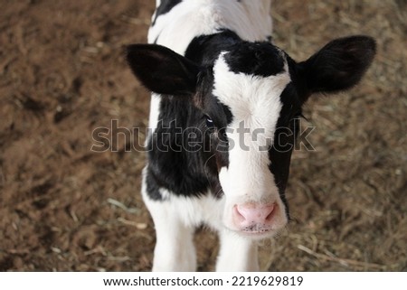 a new born steer calf