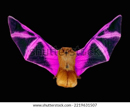 Red bat with purple wings isolated on black, fire fantastic halloween element   close up macro, taxidermy, horror
