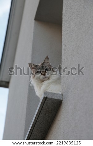 low angle shot of a pretty little cat, with a light coat, sitting in a window frame, looking at the camera