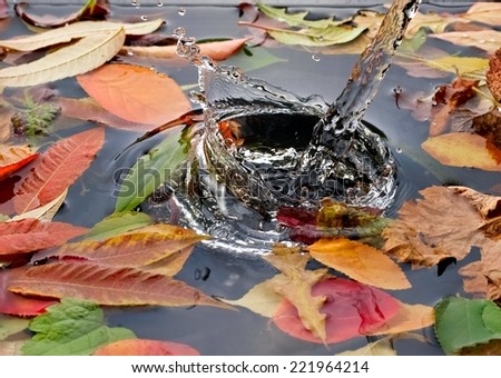 Autumn leafs and water splash
