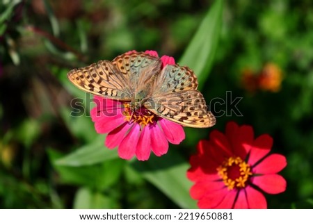 Red Zinnia Elegans flowers with a Cardinal butterfly (Argynnis pandora) up close. Splendid winged insect of the family Nymphalidae image with green unfocused background. Outdoor wildlife photography.