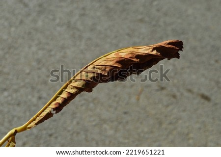 sycamore tree leaf yellowed and curled in sunlight in autumn season
