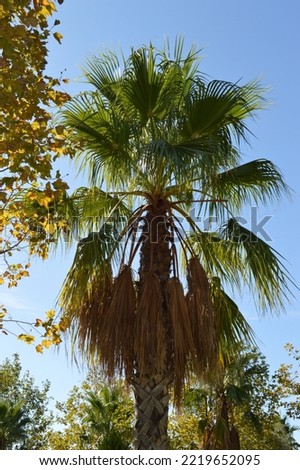 palm tree with yellowed branches and hanging down from its trunk