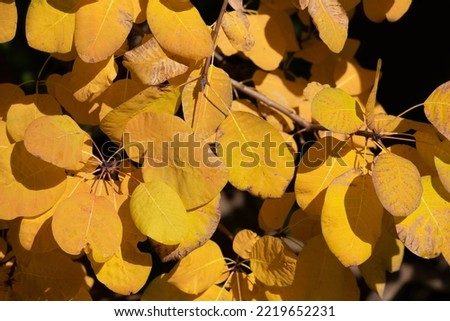 The leaves of the wig tree glow yellow in the autumn sun