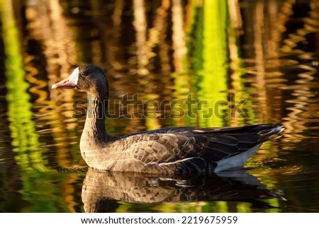 Greater white-fronted goose is swimming in the lake in the fall, reflection of the green and yellow reeds on the water.