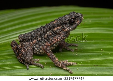 Nature wildlife image of Spiny Slender Toad (Ansonia spinulifer)