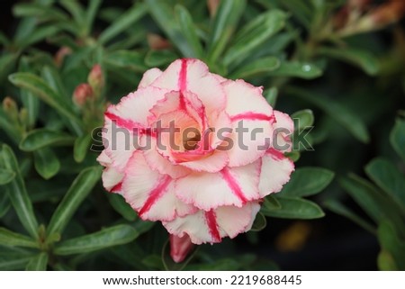 Cambodia. Adenium obesum is a poisonous species of flowering plant belonging to the tribe Nerieae of the subfamily Apocynoideae of the dogbane family, Apocynaceae.