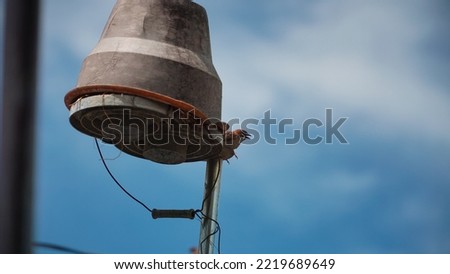 Selected focus photo A sparrow is perching and make nest on parabola with defocused blue sky background