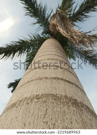 big palm around my house ,just take a picture 