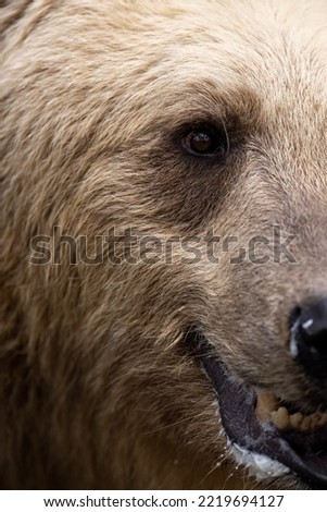 closeup of brown bear left half face