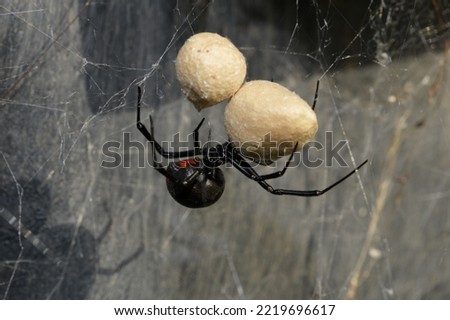 Female Southern Black Widow spider guarding her two egg sacs, hanging on her web Royalty-Free Stock Photo #2219696617