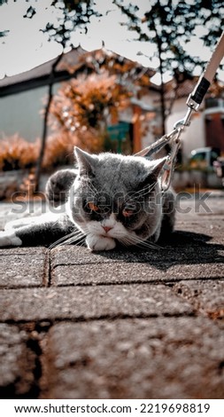 cat lying down watching the situation