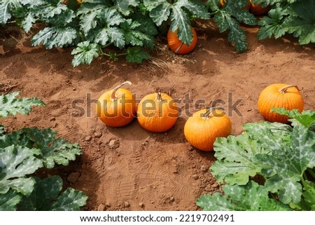 Pumpkins on the ground at a pumpkin farm.