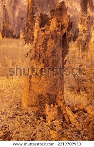 infrared image of the fallen decompose tree trunk