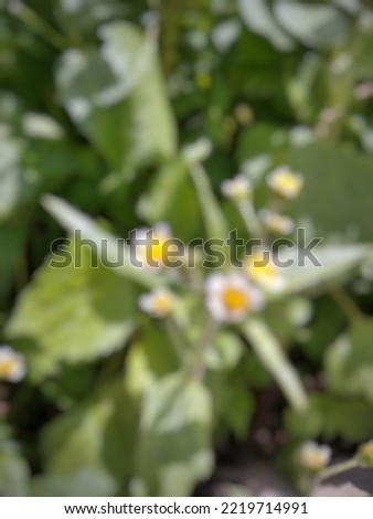 defocus small white and yellow flower plant