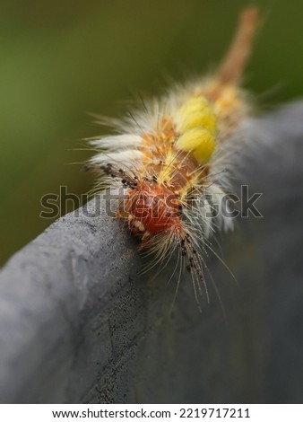 yellow caterpillar with thick fur
