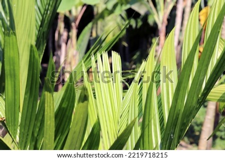 best leaves green with soft light stock photo