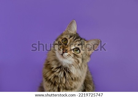 Portrait of a charming gray tabby cat in the background in the studio. Space for copying text. Isolated on a solid purple background. The concept of pets.
