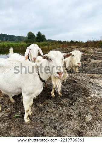 Three white goats graze outdoors. Free range goats, small goat milk and cheese farm.