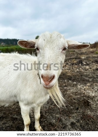 White goat is looking at the camera. Free range goats in the field, small goat milk and cheese farm.