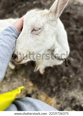White goat puts its head up to be stroked. Free-range goats in the field, a small farm for the production of goat milk and cheese.
