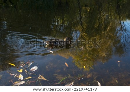Duck swims in the lake