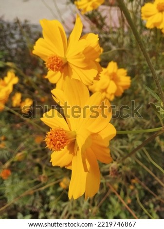 Best Flowers Photos. Flowers Images. Yellow Color Flower Picture.
