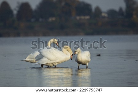 Flock of mute swans by the water. Mute swan. Cygnus olor. White swan  on the blue water lake in autumn.