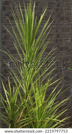 Long stem dracaena plant aka dragon plant shone by morning sunlight